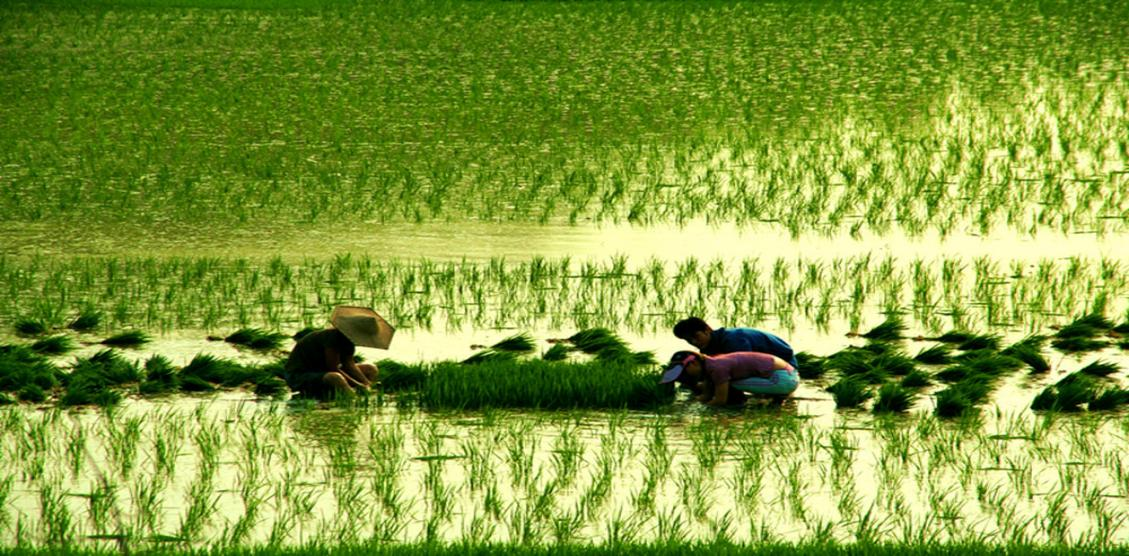 魚臺縣省級現(xiàn)代農(nóng)業(yè)產(chǎn)業(yè)園項(xiàng)目簡介